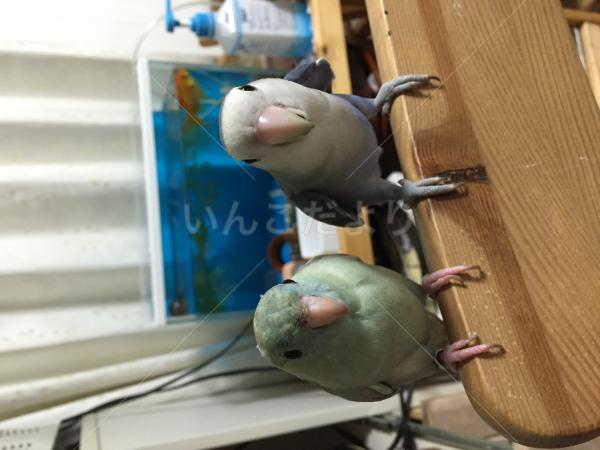 迷い鳥の写真