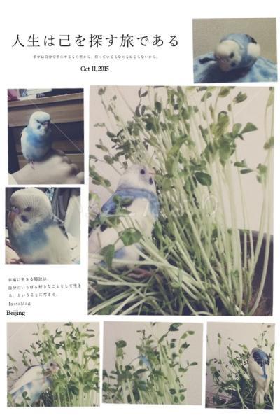 迷い鳥の写真