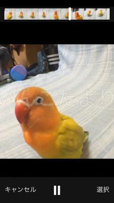 迷い鳥の写真
