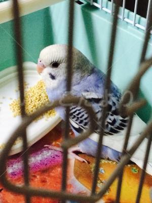 保護鳥の写真