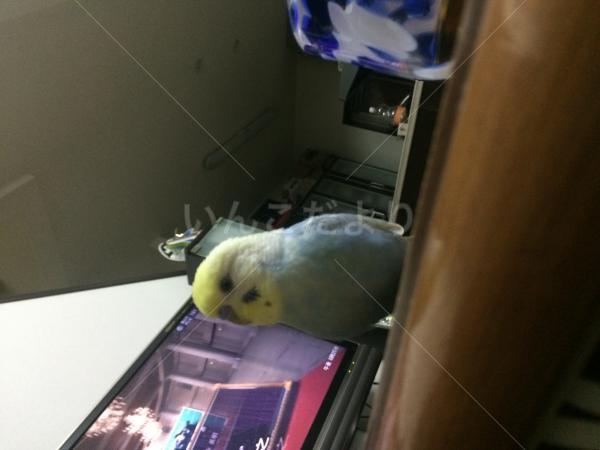 迷い鳥の写真