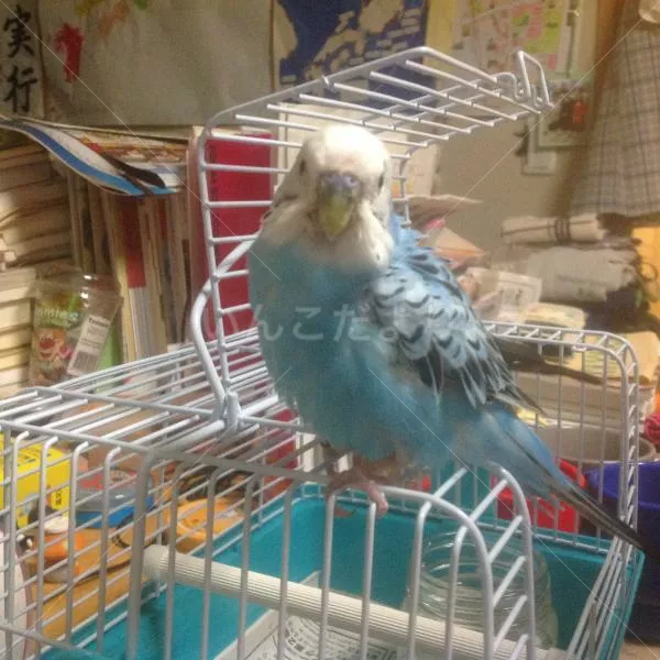 保護鳥の写真