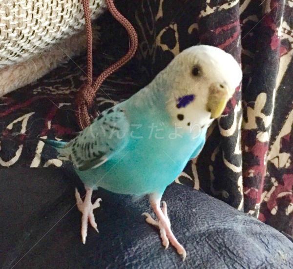 保護鳥の写真