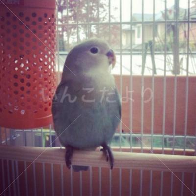 迷い鳥の写真