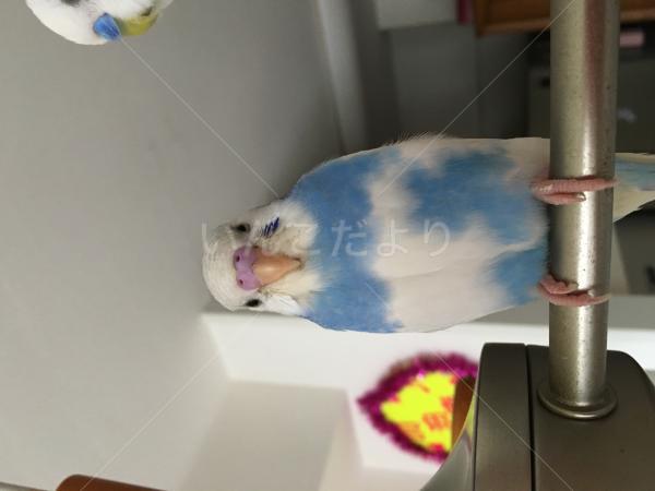 迷い鳥の写真