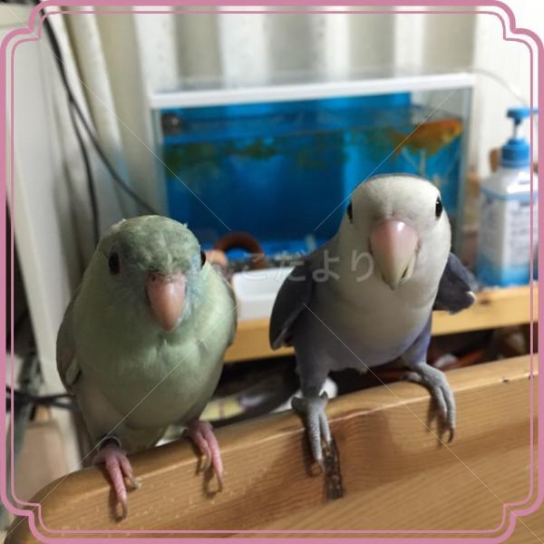 迷い鳥の写真