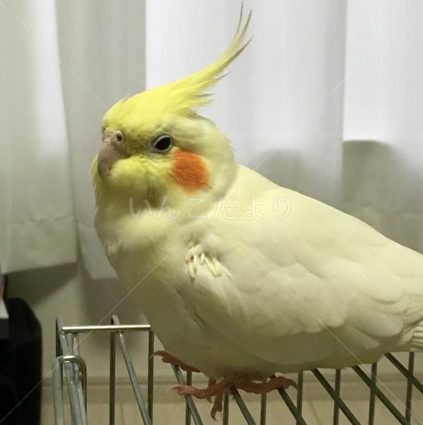 保護鳥の写真
