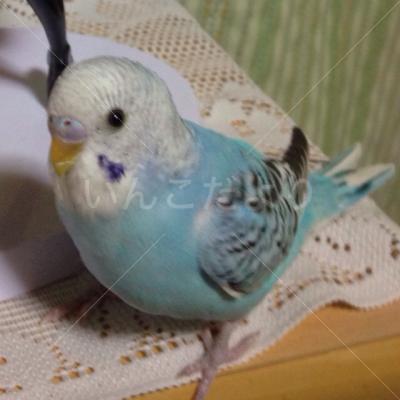 迷い鳥の写真