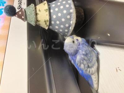 迷い鳥の写真