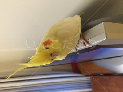 保護鳥の写真