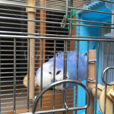 保護鳥の写真