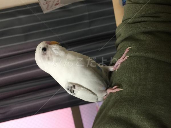 迷い鳥の写真