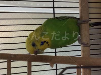 迷い鳥の写真