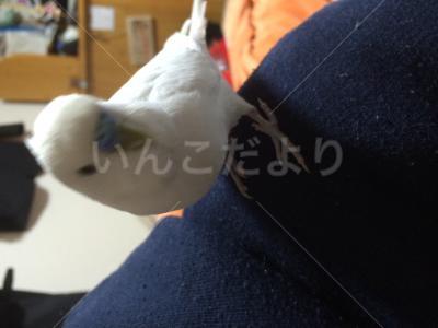 保護鳥の写真