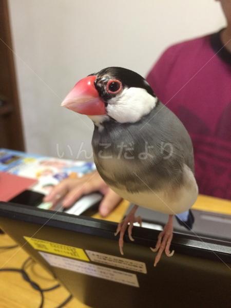 迷い鳥の写真