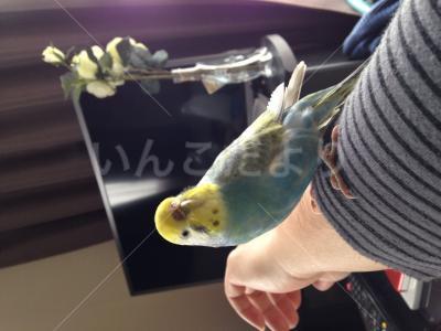 保護鳥の写真