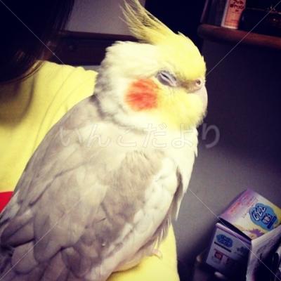 迷い鳥の写真