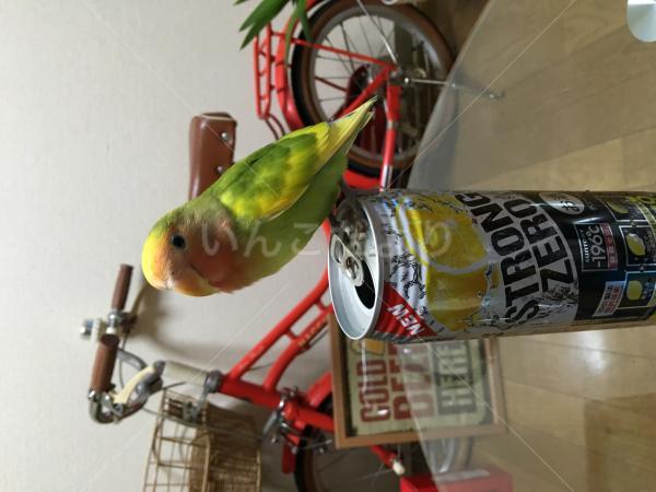迷い鳥の写真