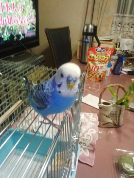 迷い鳥の写真