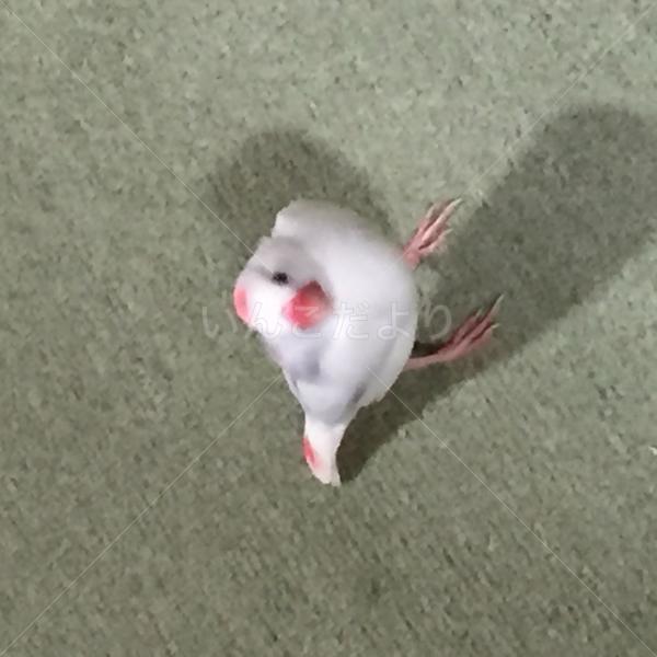 迷い鳥の写真