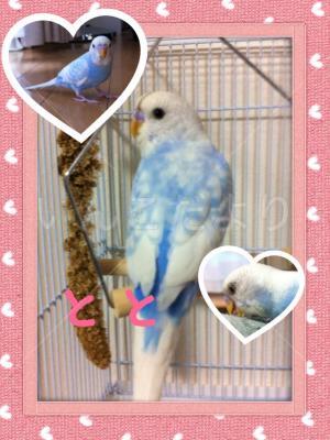 迷い鳥の写真