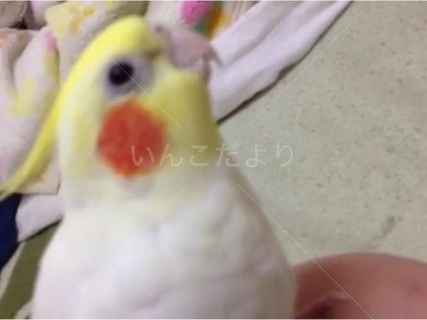 迷い鳥の写真