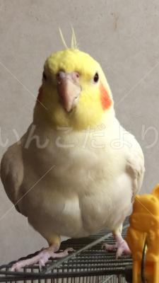 迷い鳥の写真