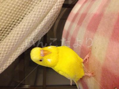 迷い鳥の写真