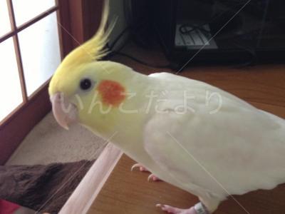 迷い鳥の写真