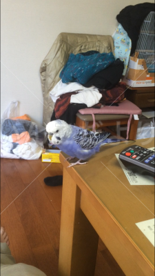 迷い鳥の写真