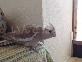 迷い鳥の写真