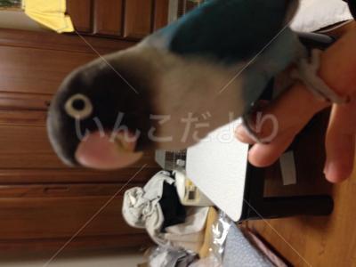保護鳥の写真