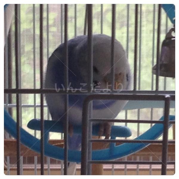 迷い鳥の写真