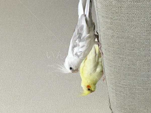 迷い鳥の写真