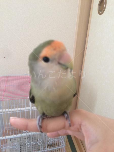 迷い鳥の写真