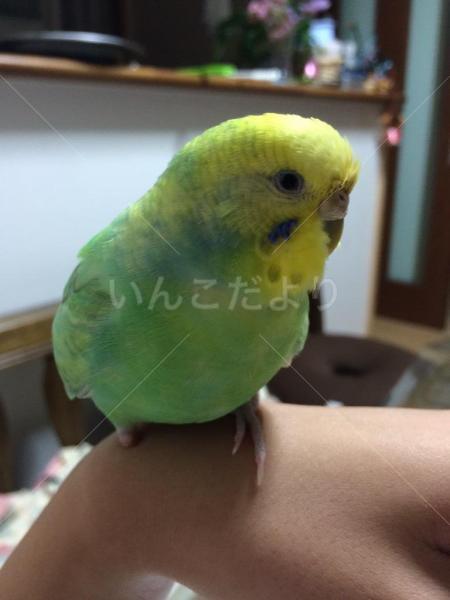 迷い鳥の写真