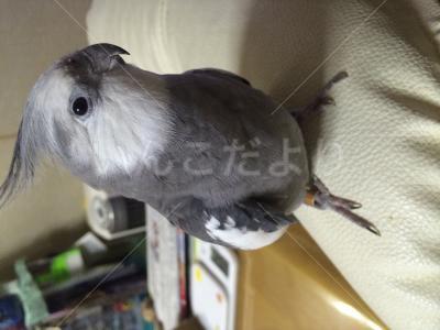 迷い鳥の写真