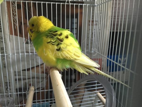 保護鳥の写真