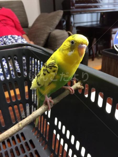 保護鳥の写真