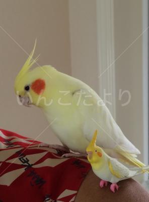 迷い鳥の写真