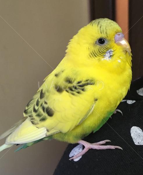 保護鳥の写真