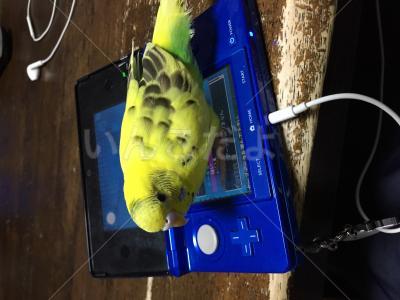 迷い鳥の写真