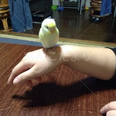 保護鳥の写真