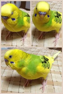 保護鳥の写真