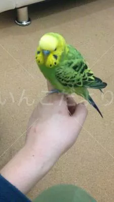 保護鳥の写真