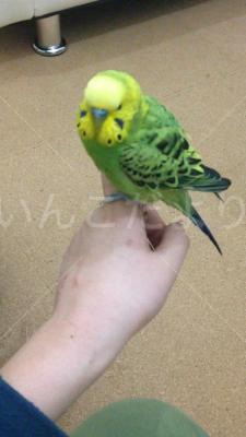 保護鳥の写真