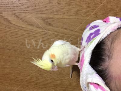 迷い鳥の写真
