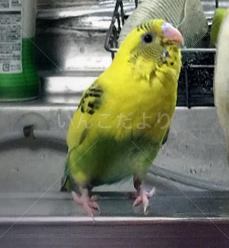 迷い鳥の写真
