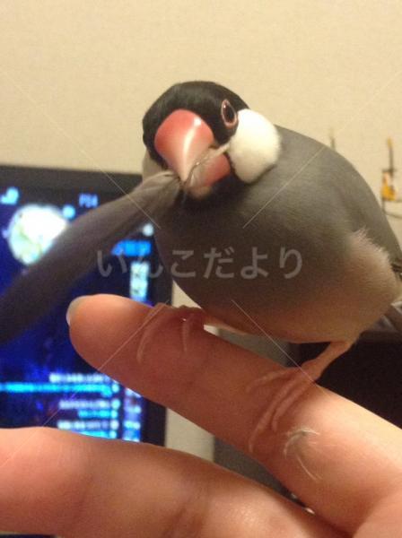 迷い鳥の写真
