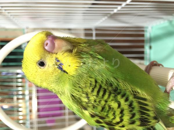 保護鳥の写真